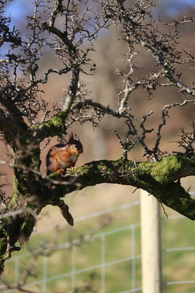 Red Squirrel Red squirrel sitting sunning itse;f in the crook of a tree in Swindale
